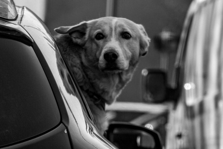 車の窓から外を見る犬のイメージ
