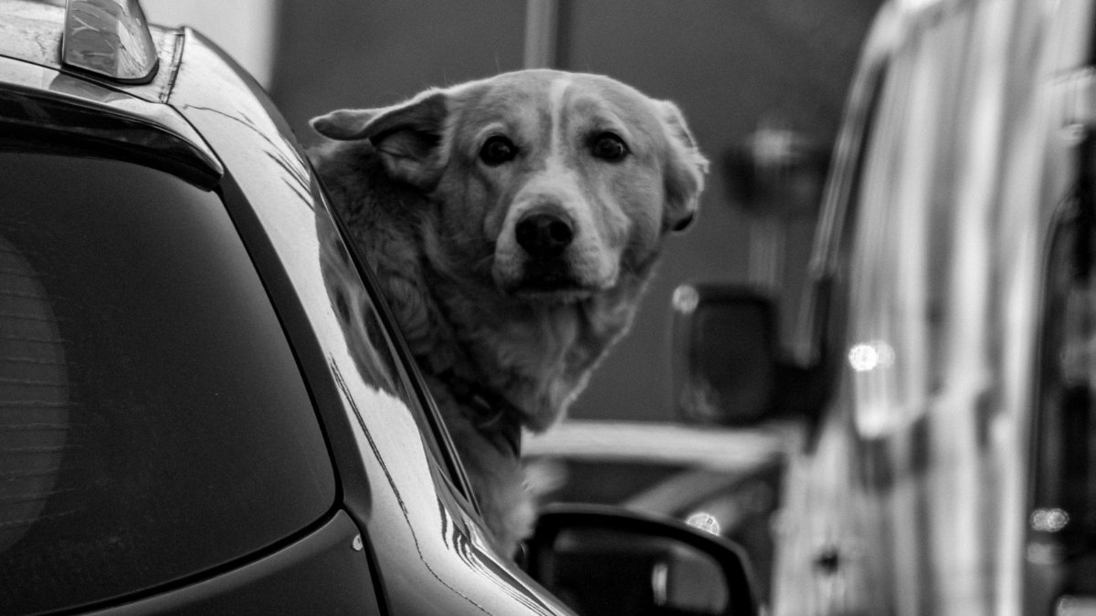 車の窓から外を見る犬のイメージ